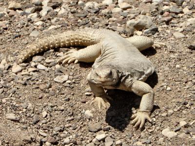 SPINY-TAILED LIZARD BIG SIZE FOR HEALTH AND WEALTH
